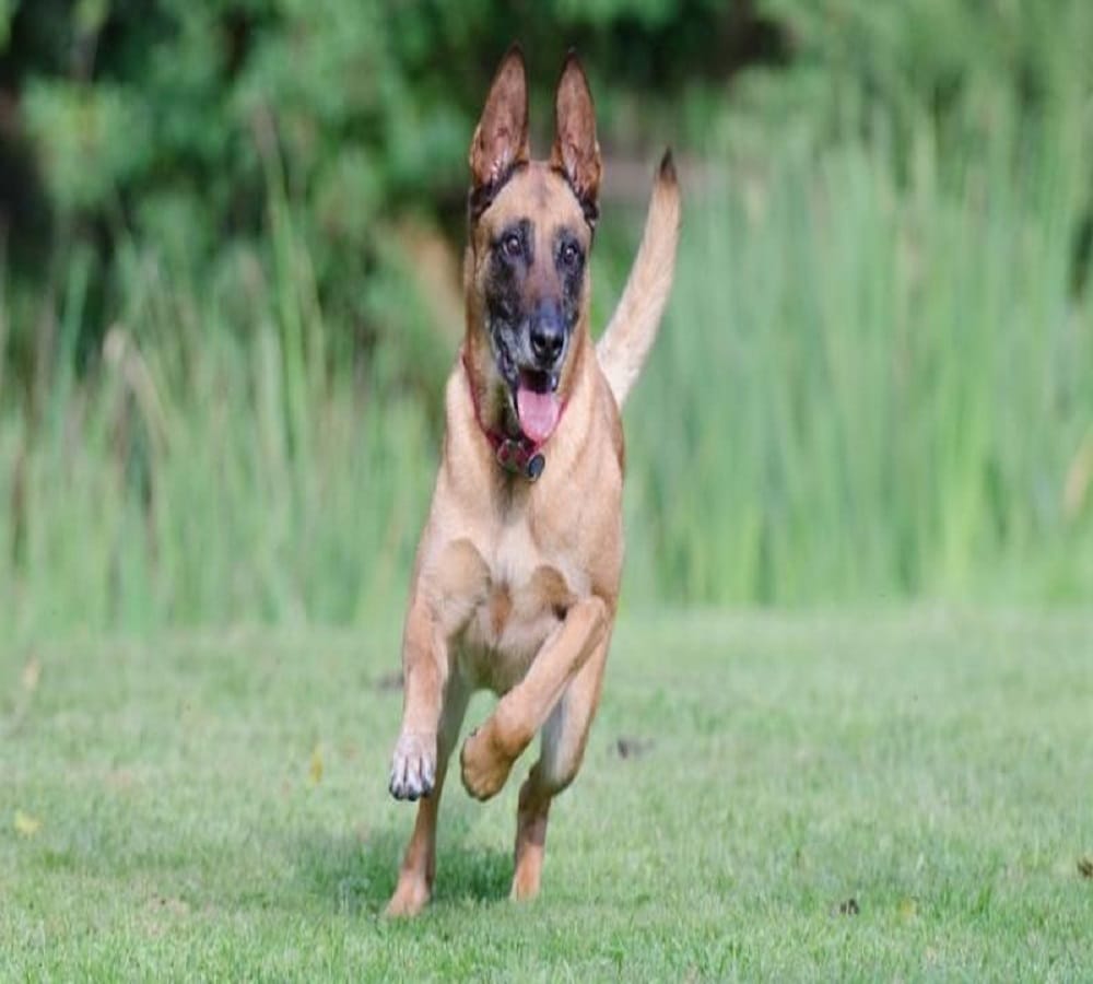 A Military Dog Wins Highest Honor Prize of the Britain For Valor Under Fire