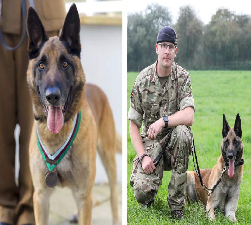 A Military Dog Wins Highest Honor Prize of the Britain For Valor Under Fire