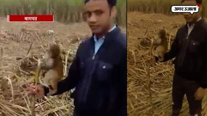 VIDEO: MONKEY’S LOVE FOR SUGARCANE IN A FARMLAND OF BAGHPAT