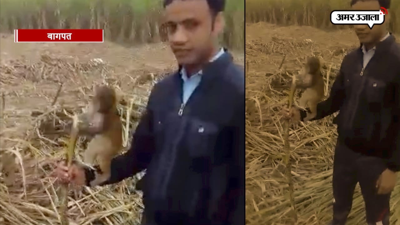 बंदर