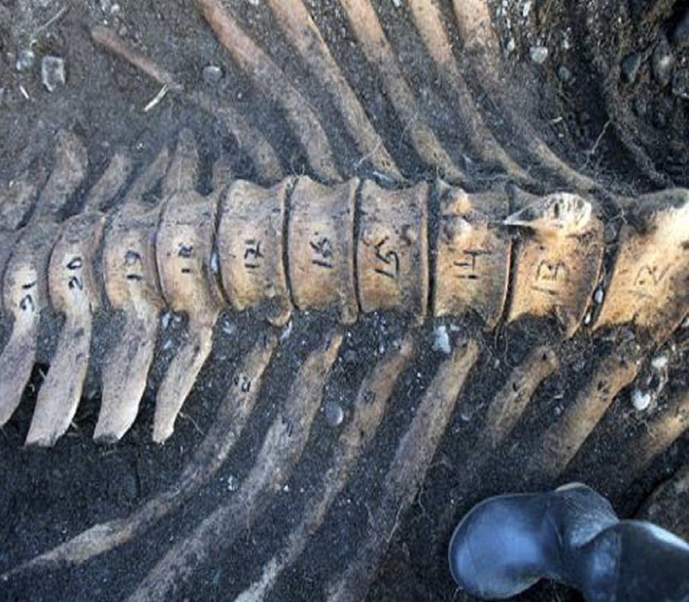 Twenty feet tall skeleton found in russia