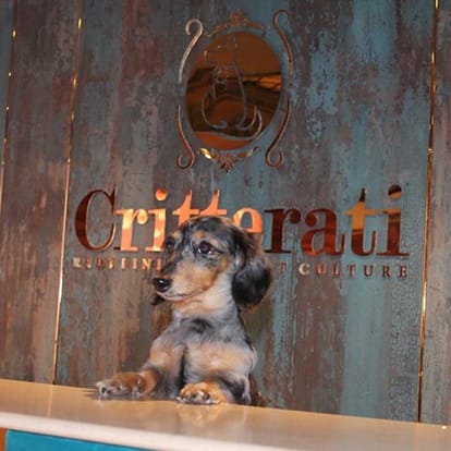These 5 star hotels in India, Where pet dogs are getting married