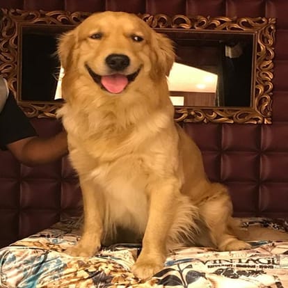 These 5 star hotels in India, Where pet dogs are getting married