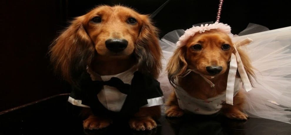 These 5 star hotels in India, Where pet dogs are getting married
