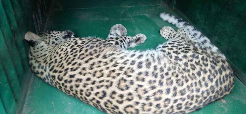 Himachal Five injured in leopard attack