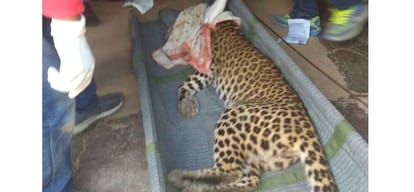 Himachal Five injured in leopard attack