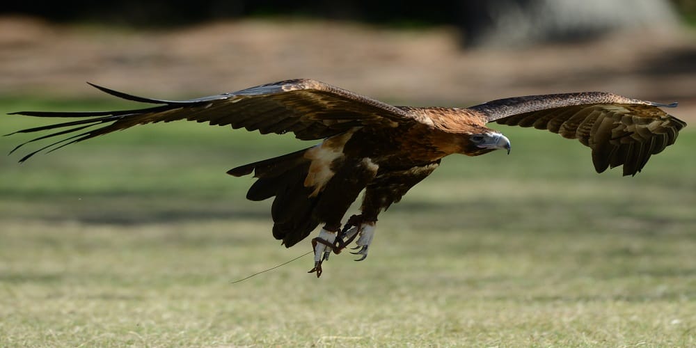 suspected eagle caught at indo pak border, now x-ray 