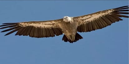 suspected eagle caught at indo pak border, now x-ray 