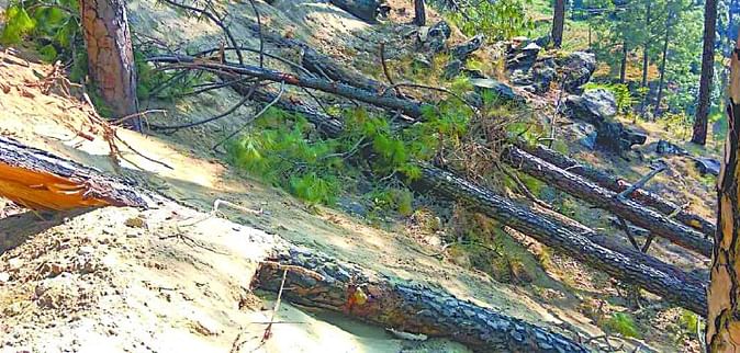 पुरोला और चकराता में बड़े पैमाने पर हो रहा अवैध कटान, वन  माफिया बेखौफ
