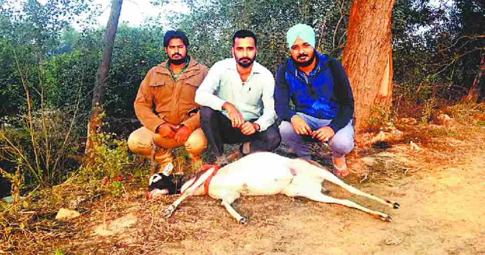 black buck poaching in asia largest open sanctuary at abohar punjab