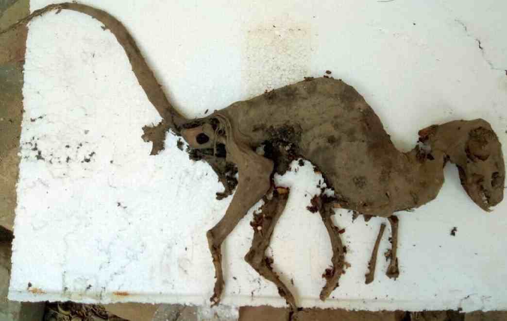  dinosaur remains found in jaspur uttarakhand