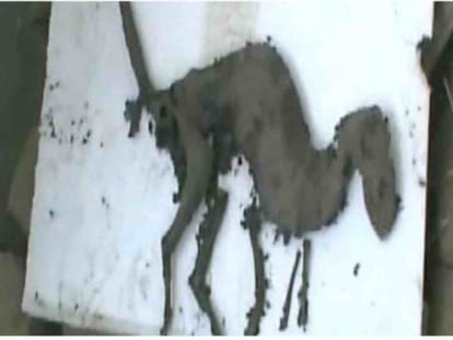  dinosaur remains found in jaspur uttarakhand