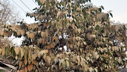 dust on Leaves is the reason of swelling, cough, fever 