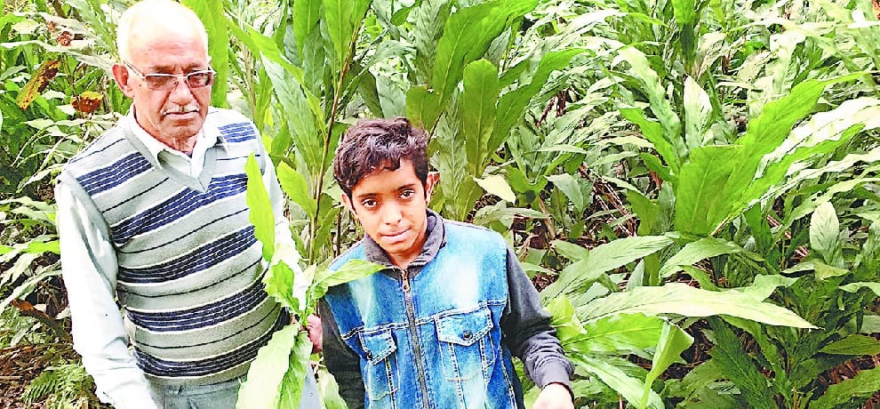 मंडी में बड़ी इलायची की खेती का ट्रायल सफल