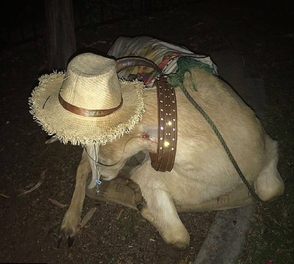 Social media king Gary the Goat dies