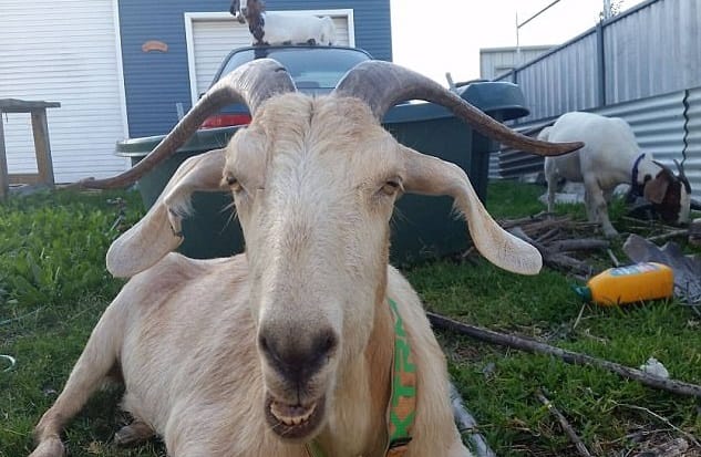 Social media king Gary the Goat dies