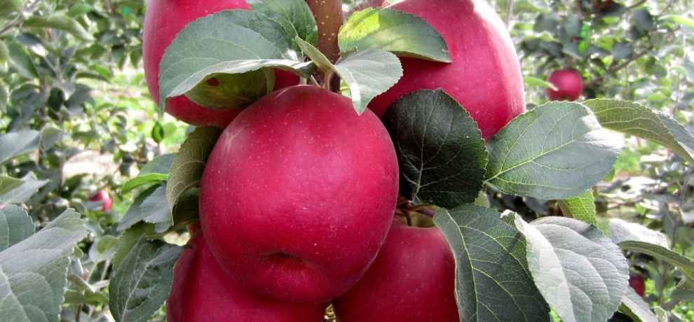 italian apple varieties will grow in himachal