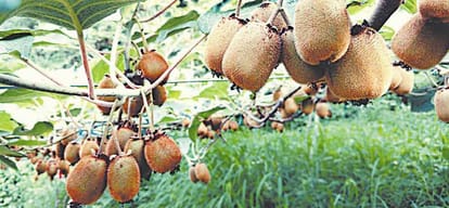 Himachal Solan Mandeep verma selling kiwi fruit online