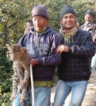 Leopard's cubs found in a sick condition