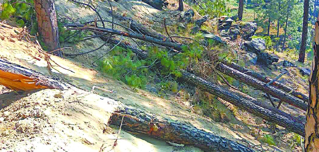 Corbett Tiger Reserve: FSI report Revealed that 6093 trees cut in Pakhro range even after Permission 163