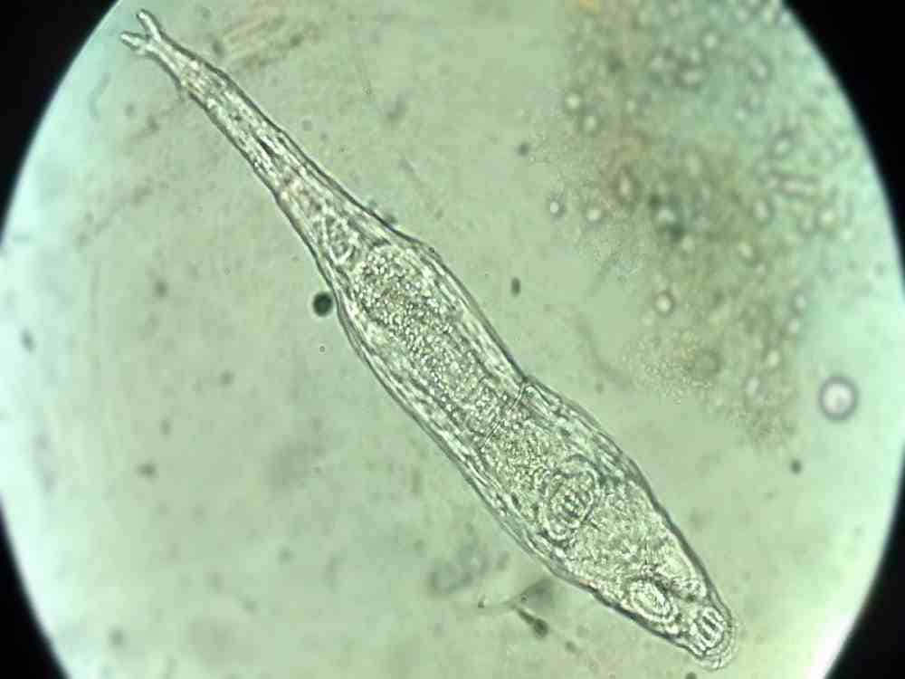 unique creature found in suswa river which purify Sewage water
