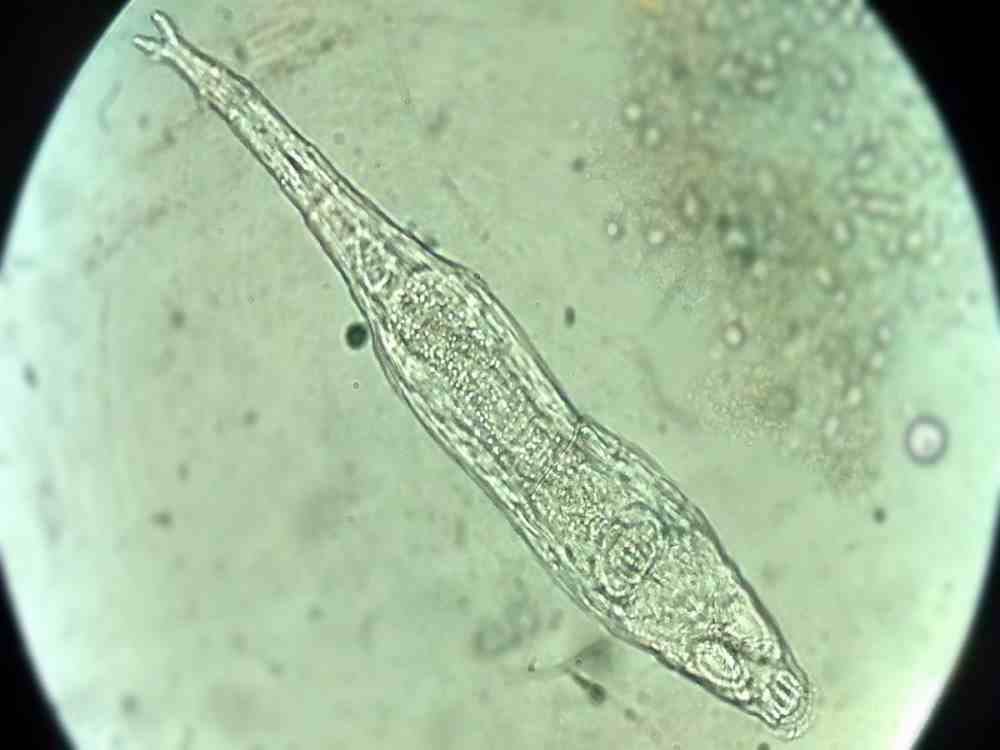 unique creature found in suswa river which purify Sewage water