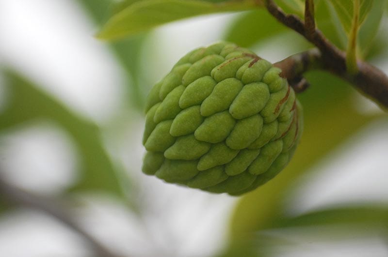 know benefits of Sugar apple or Custard apple or sitaphal for teeth and gums