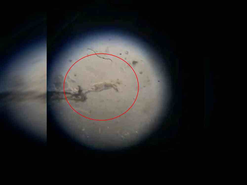 unique creature found in suswa river which purify Sewage water