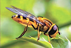 Bees took young man's life
