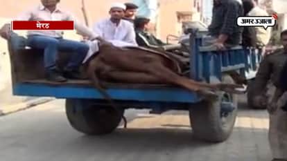 Girl tweeted for treatment of sick cow in meerut. 