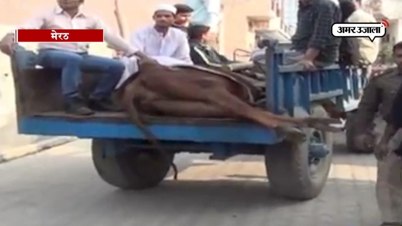 गाय