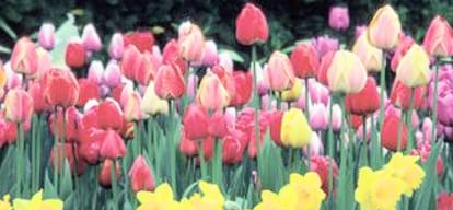 himachal flowers will be used in Kashmir Valley