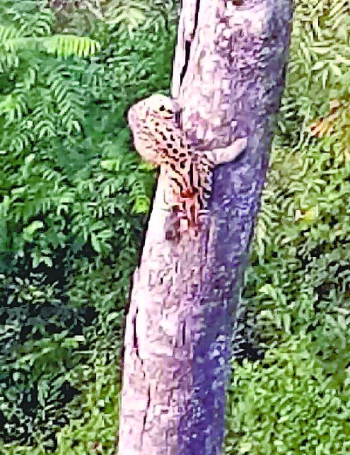 Leopard leopard on the woman from the roof