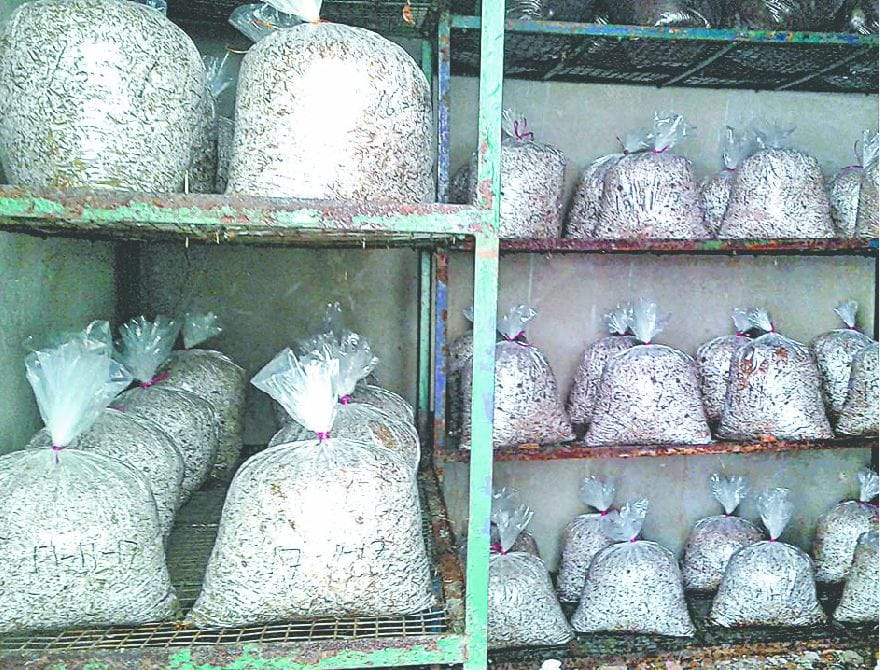 European mushroom grown 250 farmers of Udhampur district