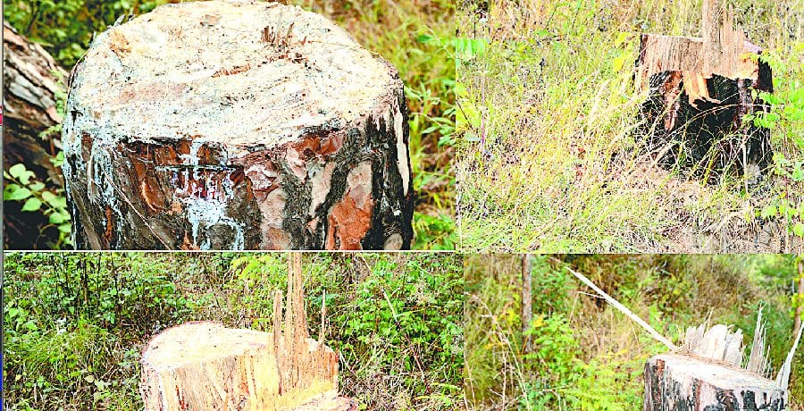 वन भूमि पर चीड़ के पेड़ों पर चली कुल्हाड़ी