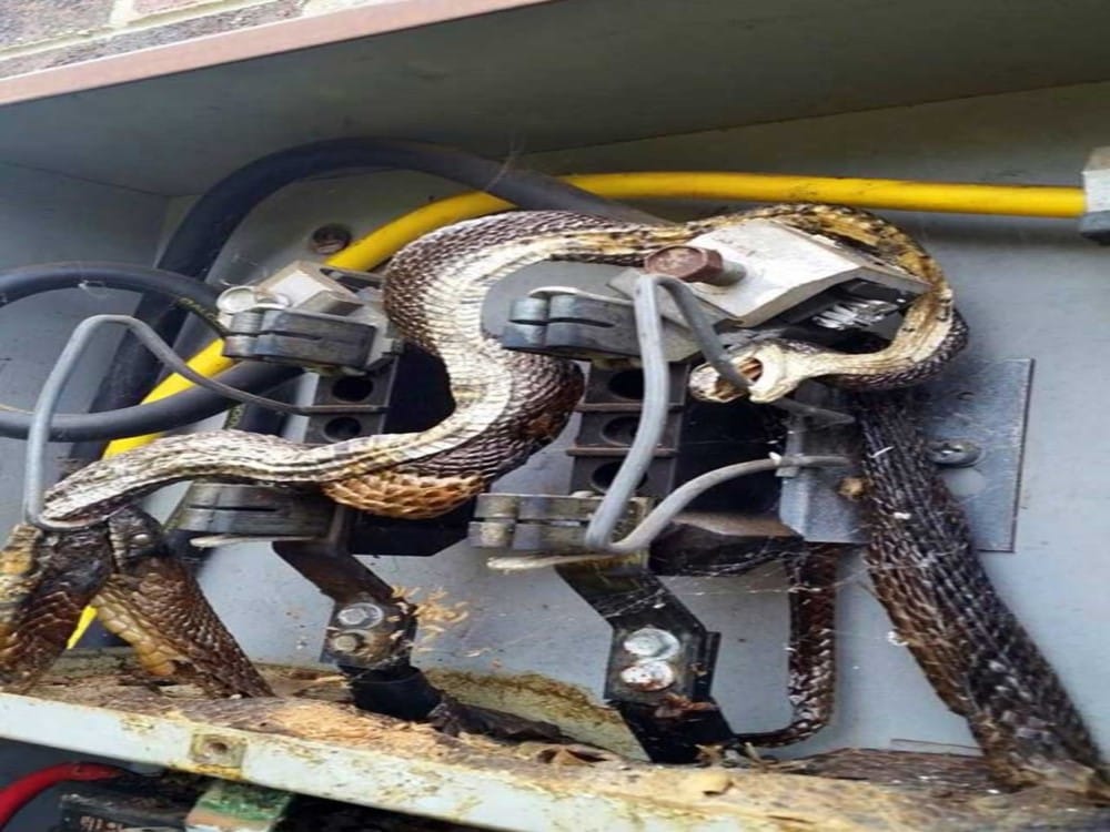 snake death due to wrapped in Transformer Current