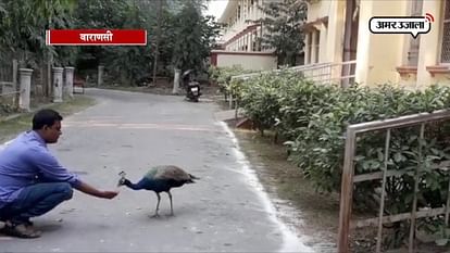 Amazing Story About Peacock and Man's Friendship 
