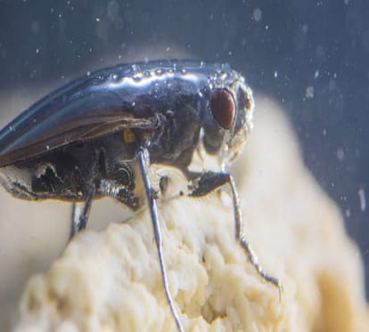 alkali flies