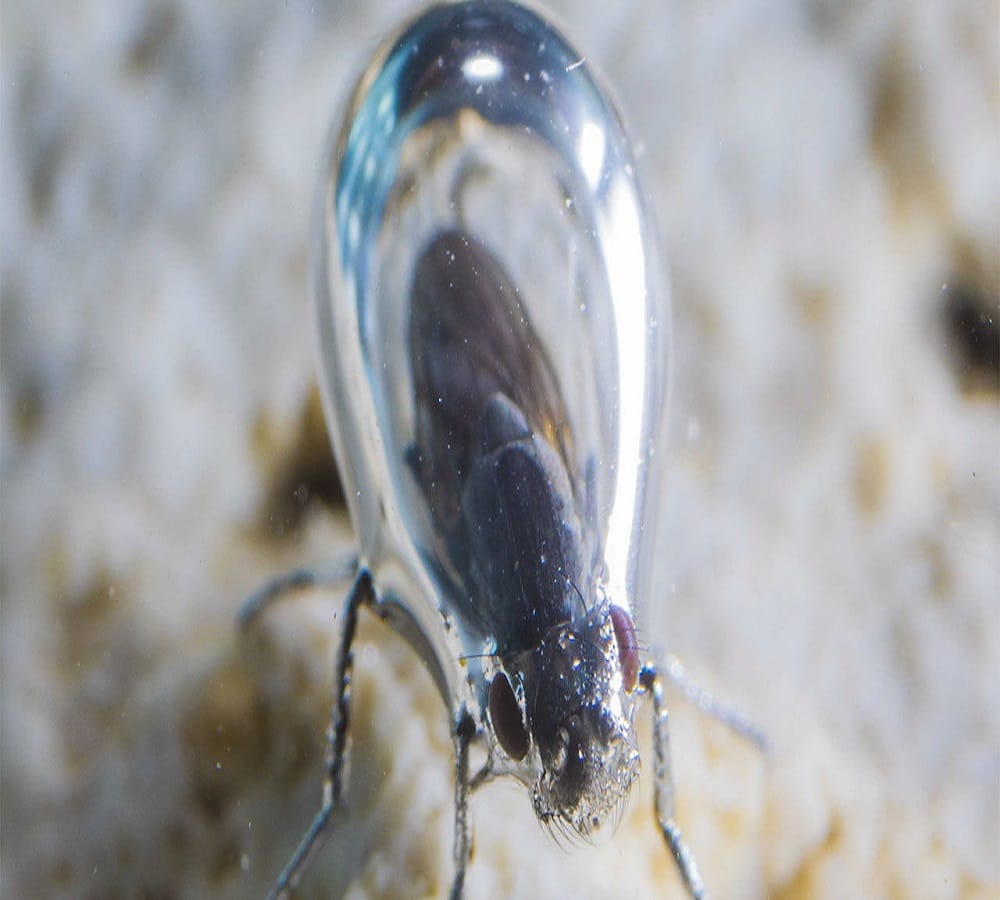 This Fly put on A Little Scuba Diving Suit To Swim in water