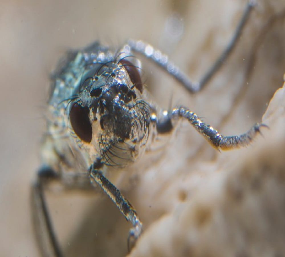 This Fly put on A Little Scuba Diving Suit To Swim in water
