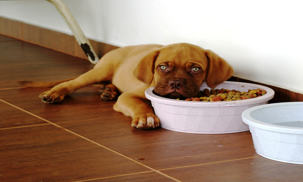do not avoid dogs behaviour because they warned you about problem 