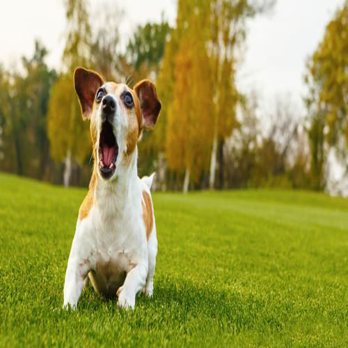 do not avoid dogs behaviour because they warned you about problem 