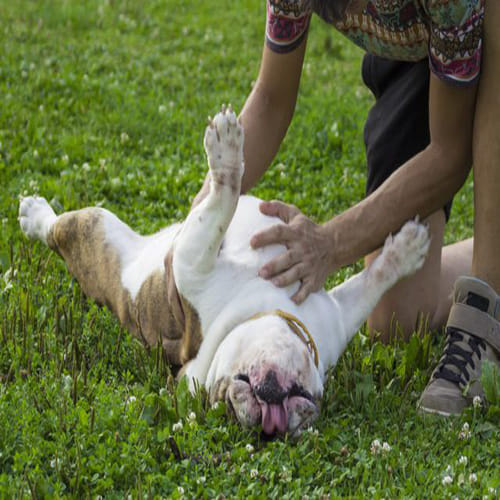 do not avoid dogs behaviour because they warned you about problem 