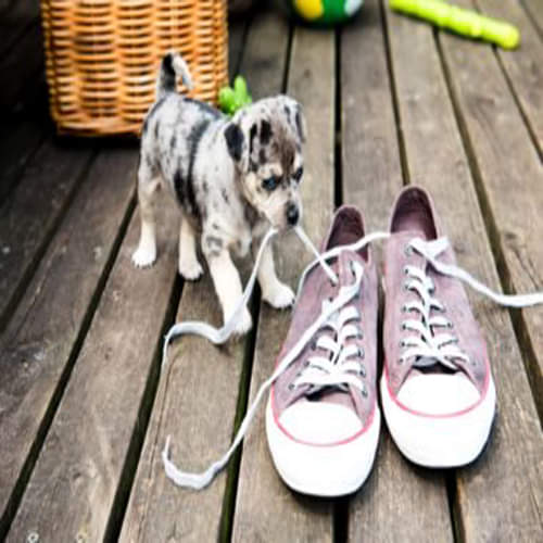 do not avoid dogs behaviour because they warned you about problem 