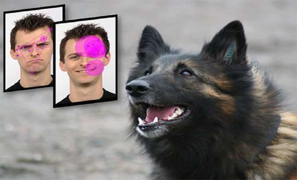 Smiling human faces are attractive to dogs says study