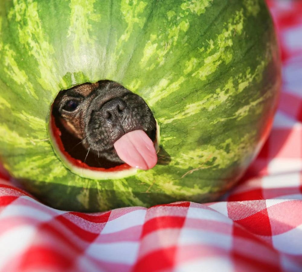 Take a look at these pictures artworks done with fruits