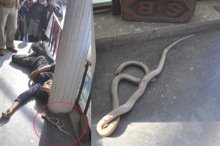 A man and snake died in indira nagar in Lucknow.