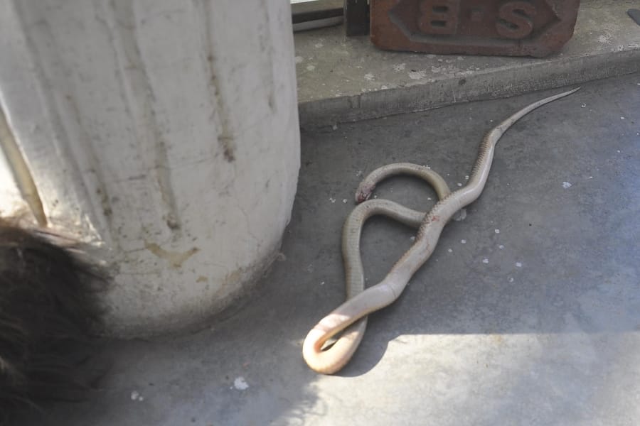 A man and snake died in indira nagar in Lucknow.