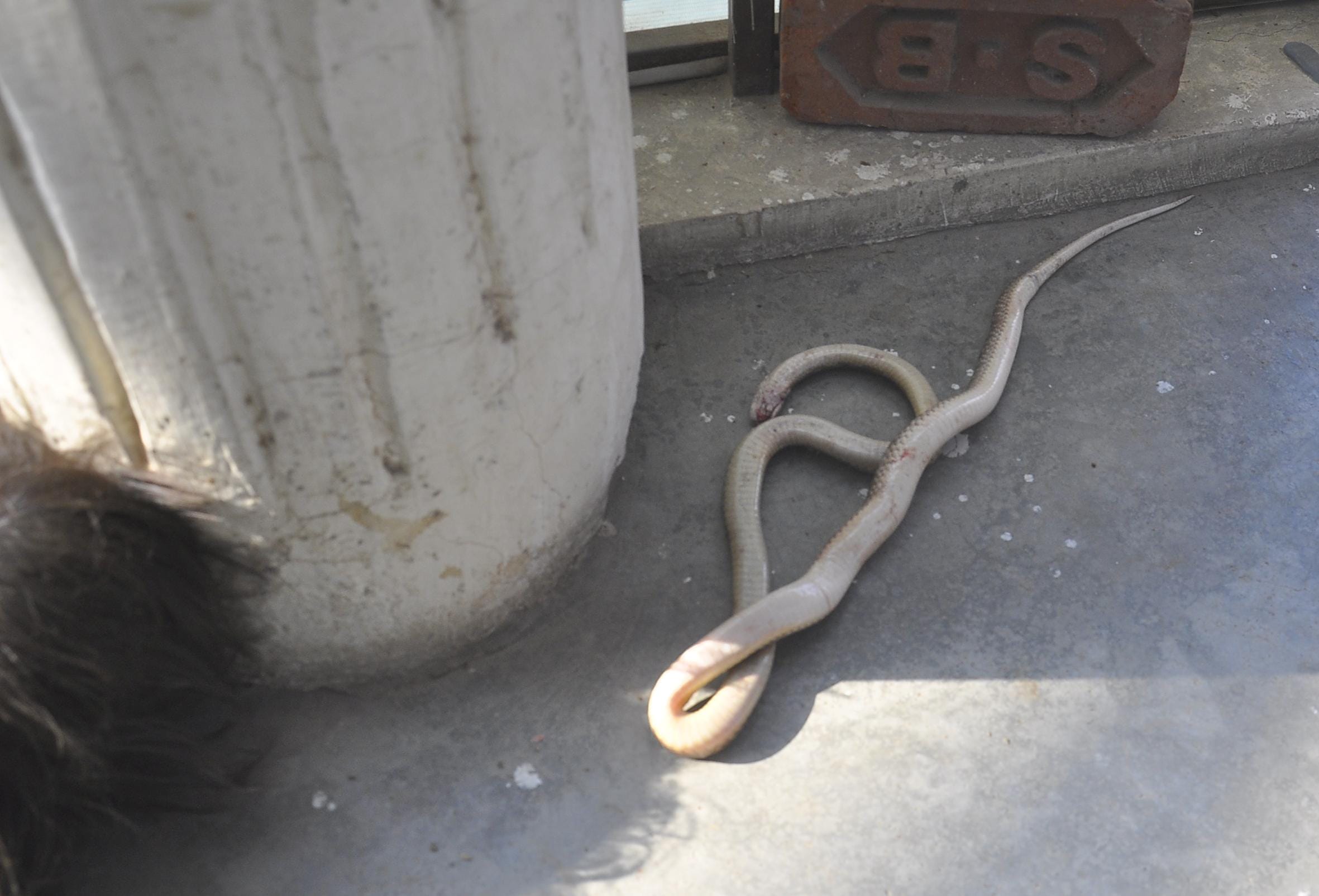 three feet long snake in electricity nigam office in rohtak