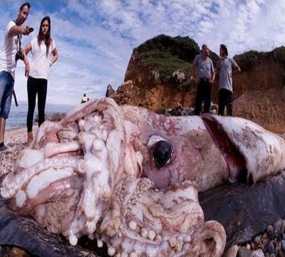This is the eight arms sea monster 